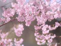 上海梵松酒店管理有限公司