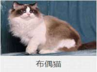 上海梵松酒店管理有限公司