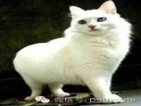 上海梵松酒店管理有限公司