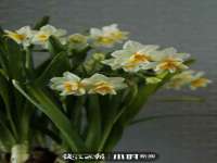 上海梵松酒店管理有限公司
