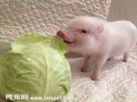 上海梵松酒店管理有限公司