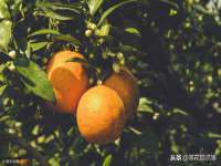 上海梵松酒店管理有限公司