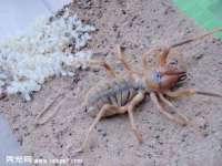 上海梵松酒店管理有限公司