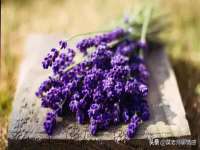 上海梵松酒店管理有限公司