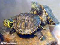 上海梵松酒店管理有限公司